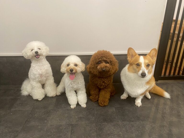 落ち着いて座るトイプードルの子犬