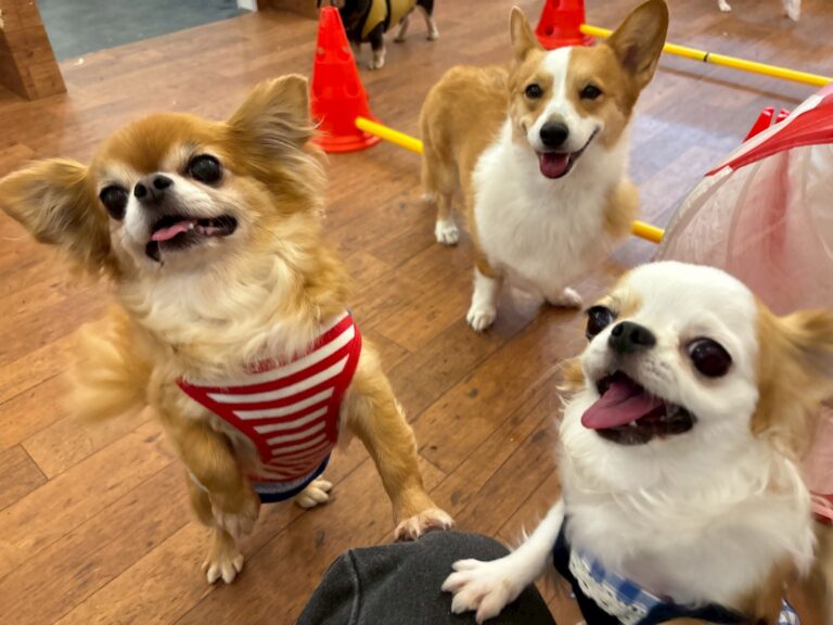 他犬コミュニケーションを学ぶ犬たち