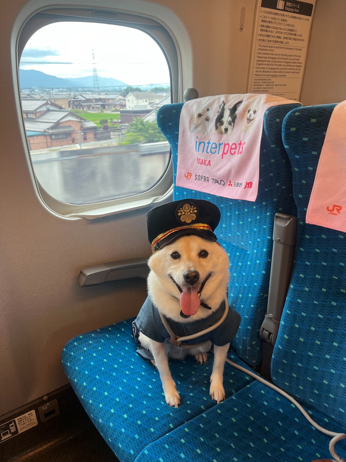 車掌帽をかぶった黄色のワンちゃん