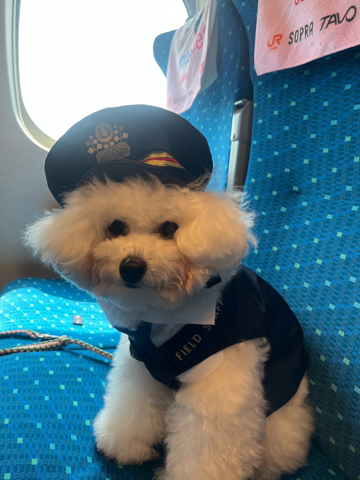 車掌帽をかぶった白プードル